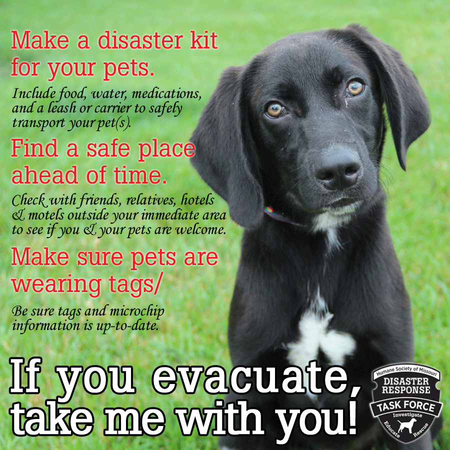 hsmo's tweet image. #mofloods got you thinking? TIME TO MAKE (or update!) DISASTER PLANS FOR YOUR #PETS! &amp;gt; ow.ly/WBXbu