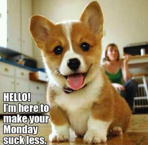 DogTreatNews's tweet photo. RT #nirritiJR: https://t.co/CsbyrYP2xk RT DogRescueTweets: #PetResolutions2016 #adoptdontshop #foster #rescue #vo… https://t.co/N2YYzGfwVJ