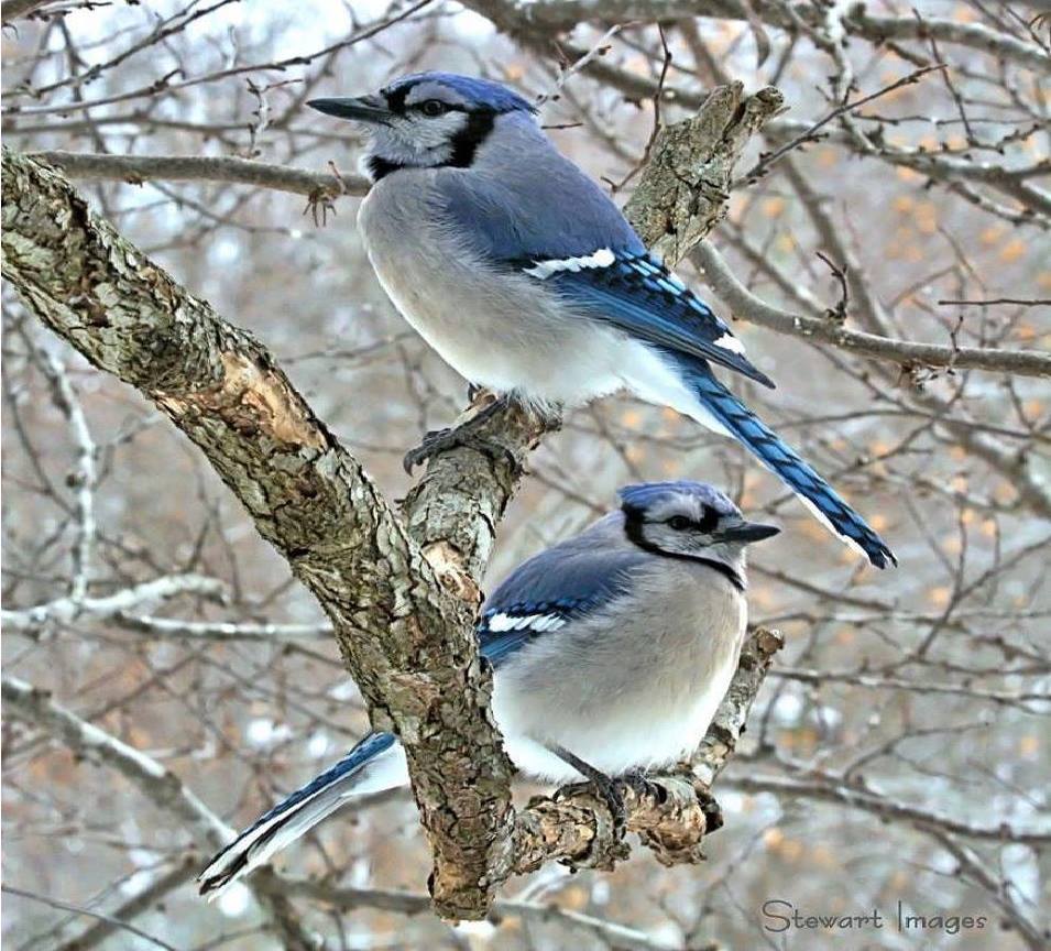 Gabriele_Corno's tweet photo. Double Trouble......by Stewart images https://t.co/94DxLbjKsM