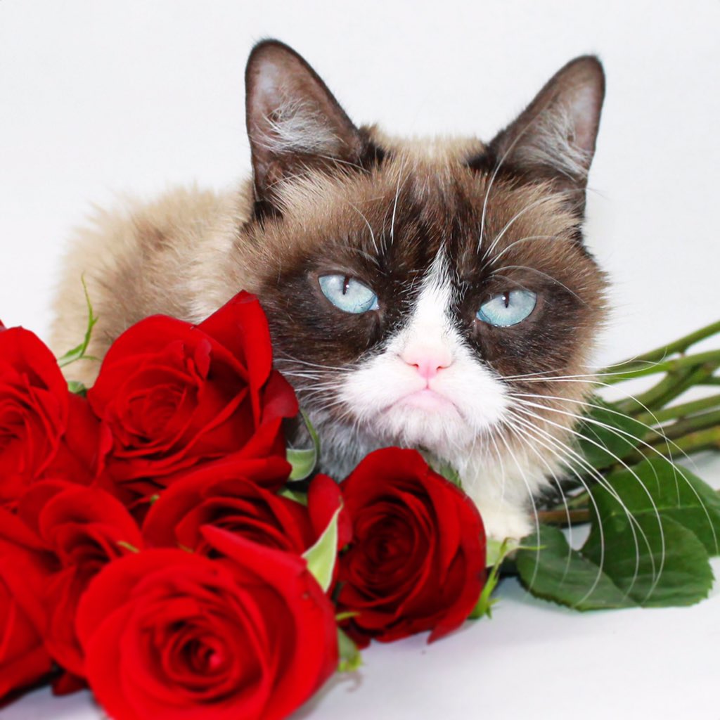 Grumpy Cat tweet media