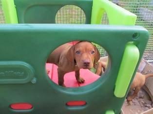crazyaboutdogsc's tweet photo. Our little Freya as a pup!!! How cute is she... 🐾😍🌸 https://t.co/V1Idfu28oN