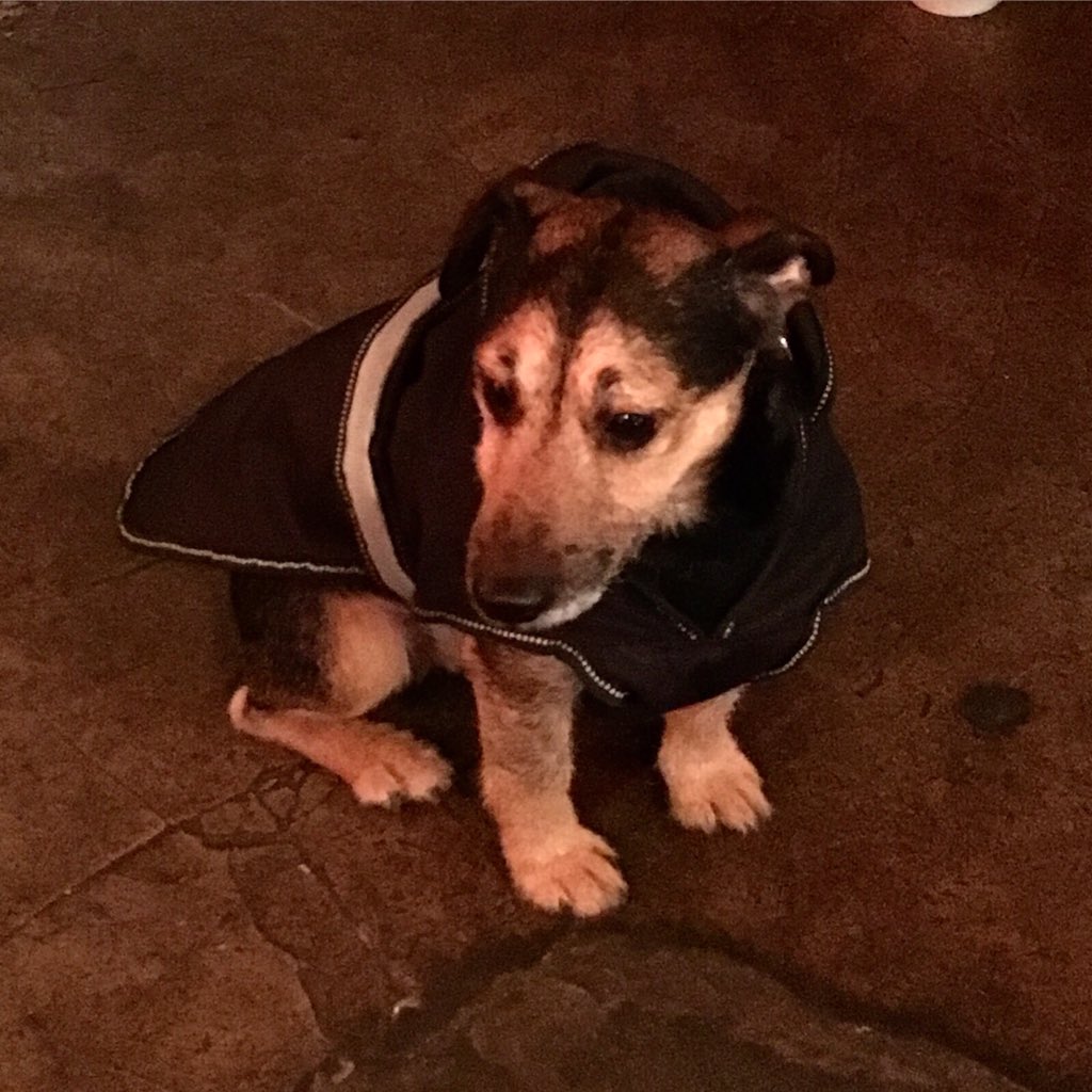 Lost dog found in Shoreditch - collar but no number. Help us find his home!