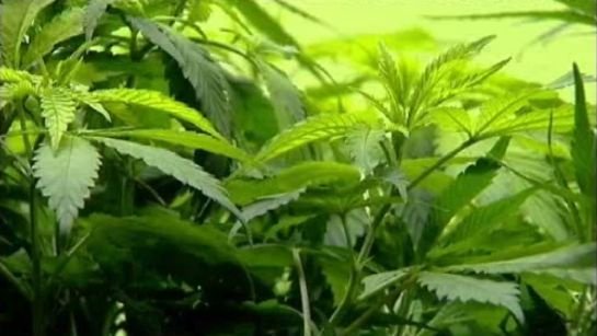 TxckzAutomated's tweet photo. #Marijuana should be removed from Schedule I list

  https://t.co/SvqlEApgDr  #reviewjournal #MME #cannabis #Cbd https://t.co/SQZlXrWXlQ