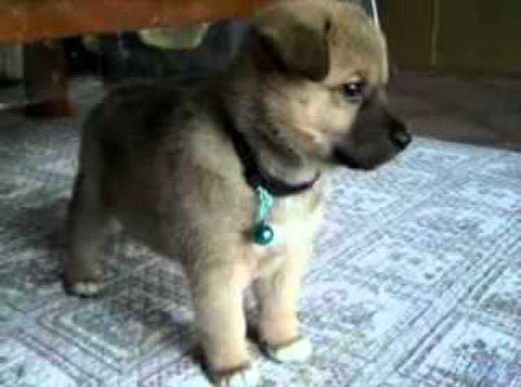 一城瑠衣 シェパード雑種赤ちゃん かわいい T Co Ruilhgkhyo Twitter