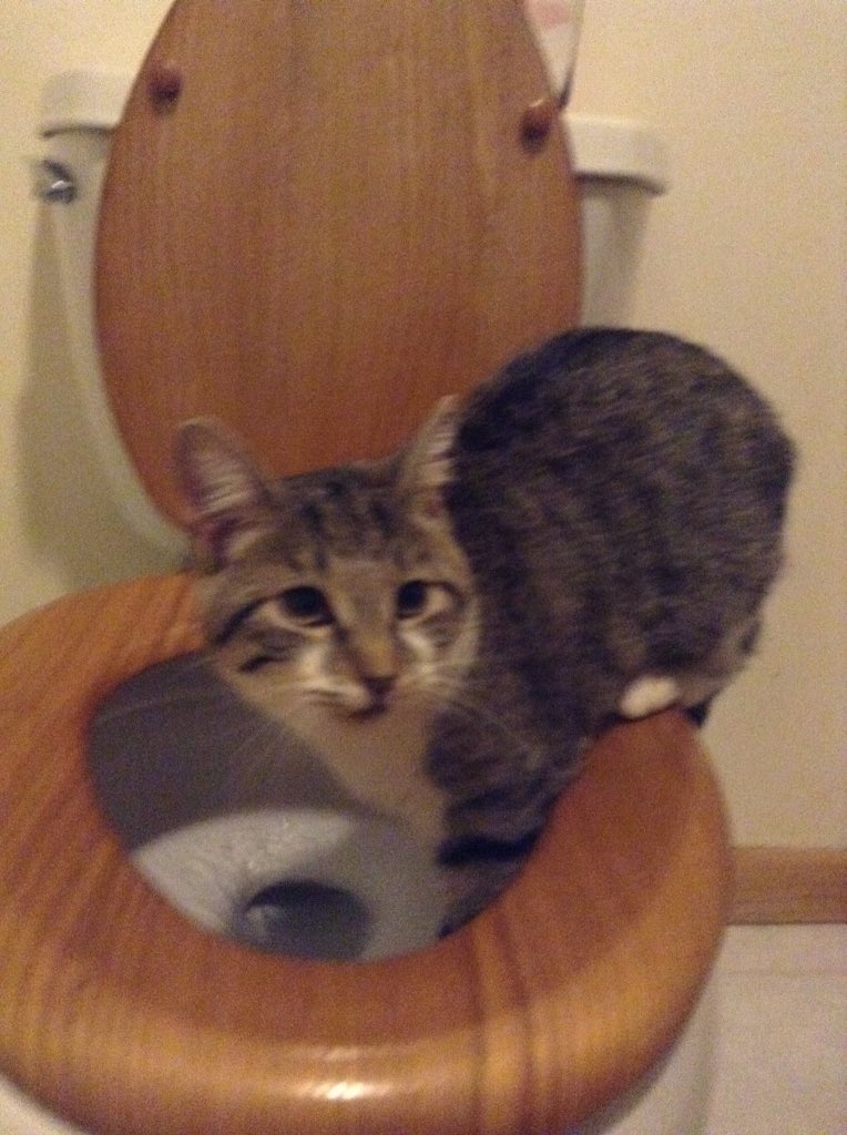 Jayce Williams tweet media