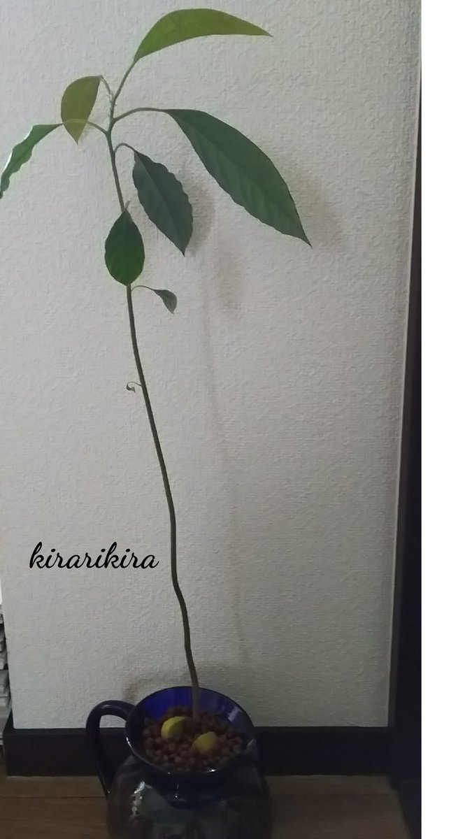 れいまうりん Kira V Twitter ６月くらいから水耕栽培してたアボカドのアボちゃん かなり育ったのでハイドロに植え替えてみます 食べ終えたアボカドの種から芽が出てくるなんて なんか楽しいでしょ まだまだ育ってくれるｶﾅ アボカド 水耕栽培 観葉植物