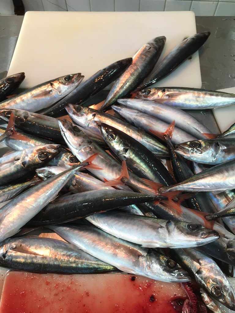 魚伝 新年明けましておめでとう御座います 真鶴港新年一発目の仕入れは尾赤ムロアジです これから開いて美味しい干物にして行きます 今年も宜しくお願い致します T Co Nbvwnz0o4o Twitter