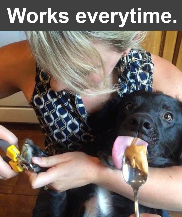 Humans...they think they are soooo smart! #dogsoftwitter #dogselfie #animals #NailedIt