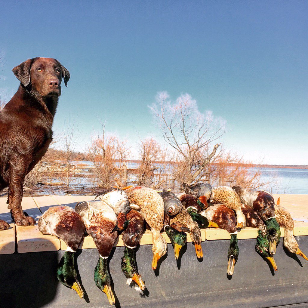 J_S_Daugherty's tweet photo. Missing the middle zone season already. #hannmadecalls #moducks #only305daysleftuntilnextseason #averysportingdog https://t.co/DnjmwEOj7q