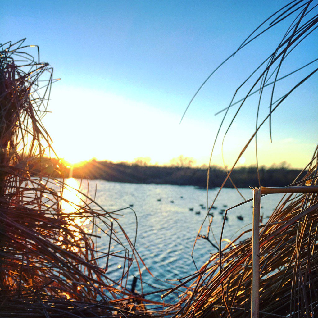 J_S_Daugherty's tweet photo. Missing the middle zone season already. #hannmadecalls #moducks #only305daysleftuntilnextseason #averysportingdog https://t.co/DnjmwEOj7q