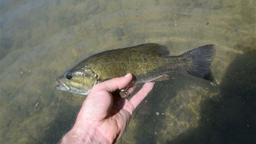 FoxNews's tweet photo. Male bass are experiencing unwanted sex changes  https://t.co/ItGiXRB0pJ https://t.co/t6p7Fl7Iqm