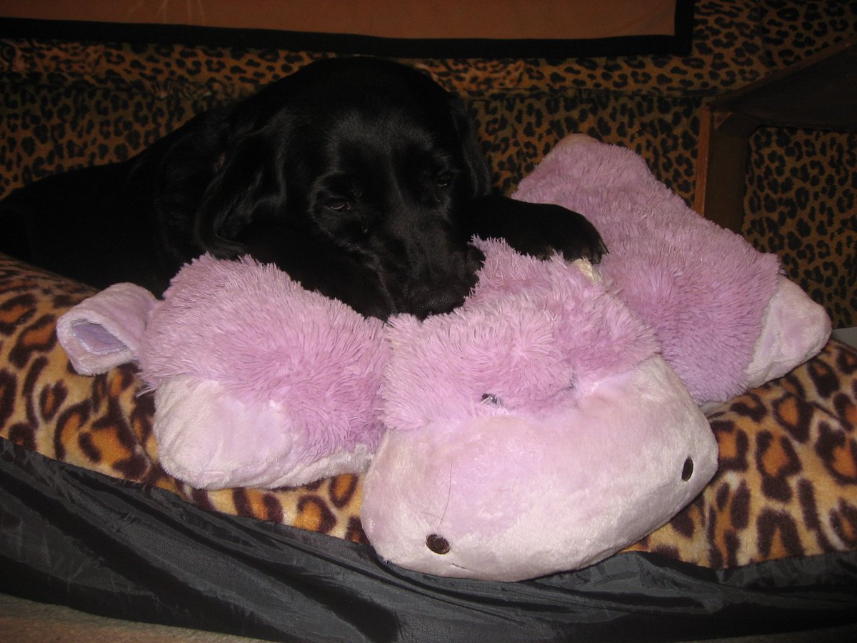 moyothahabu's tweet photo. My #labradorable #guidedog is mourning. Her beloved #pillowpet died today after 1yr from so much ♥! New 1 ordered :) https://t.co/T7Tdf4CQW4