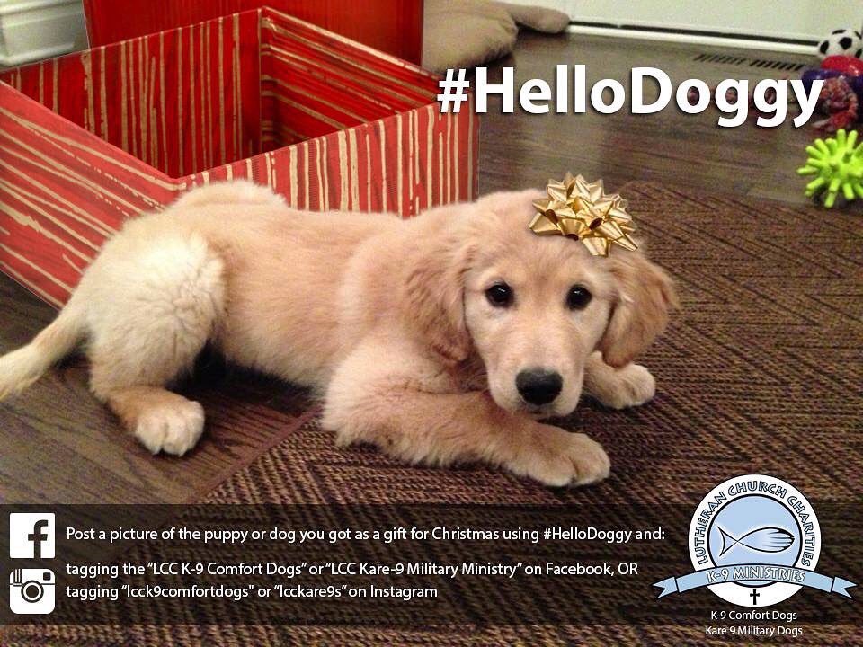 K9ComfortDogs's tweet photo. Tweet pics of the #dog you got for Christmas tag @K9ComfortDogs we'll put it in an album on #Facebook! #HelloDoggy https://t.co/P3RgoNlbVd