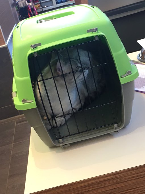 Ok so... Arctic Ocean is currently hiding under my bed rn but mommy still loves him. https://t.co/6b<a href="/tag/dreambaby"class="tags"><span>#dreambaby</span></a>