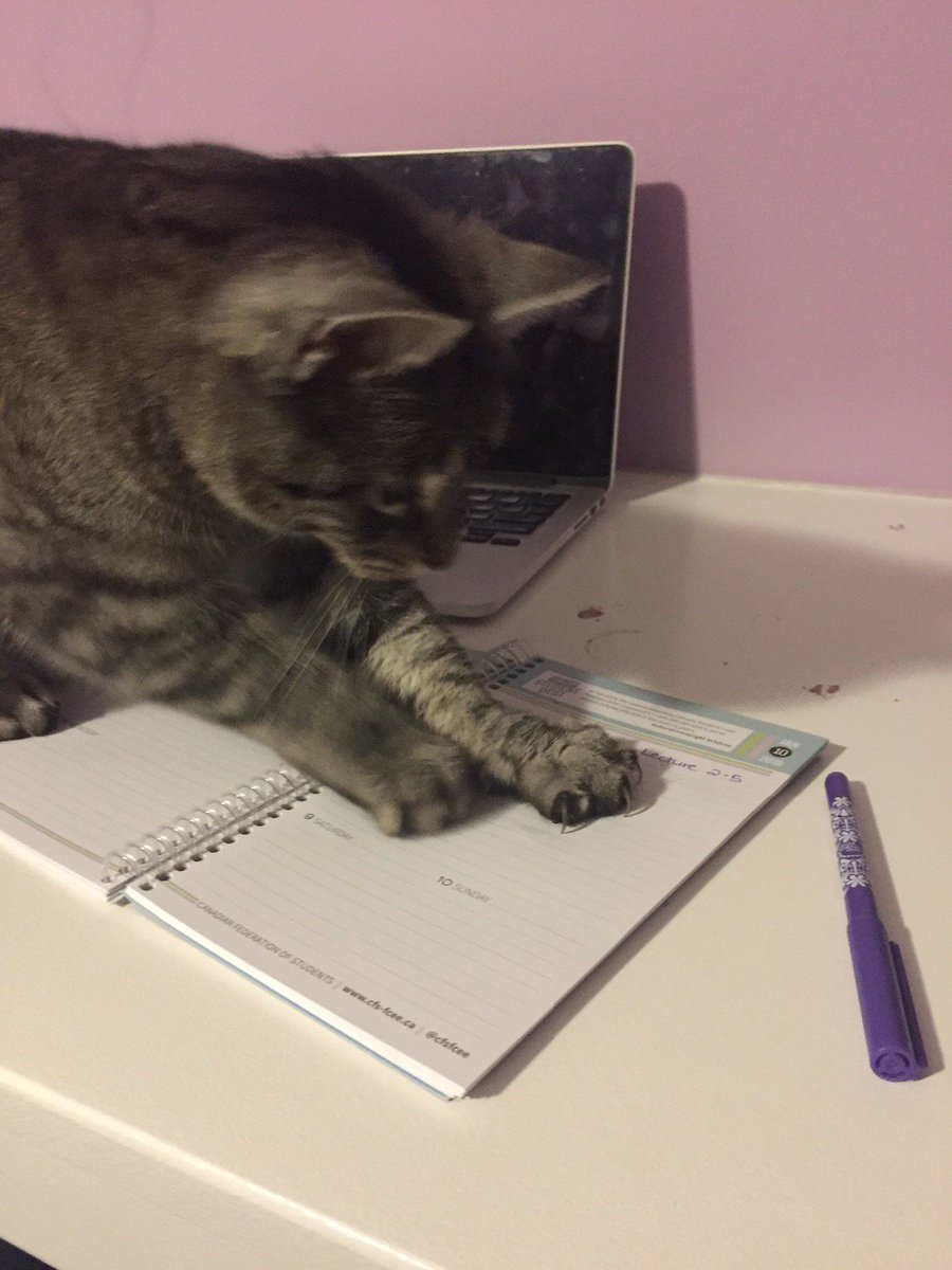 mirmle's tweet photo. #swifferthecat doesn't care if I miss classes or appointments this week. #Catastrophe #CatsOfTwitter #cats #annoying https://t.co/yBKNPfRRxL