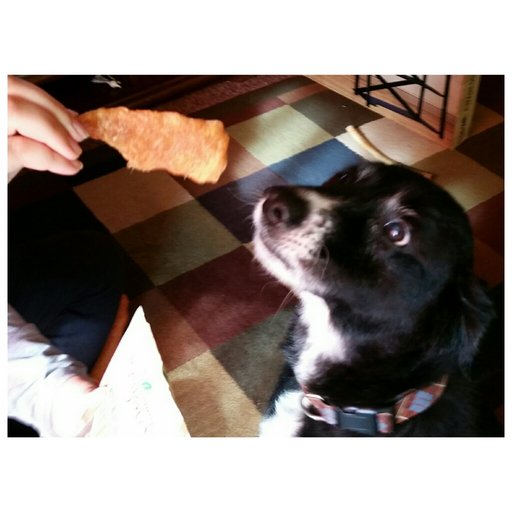 bislar40's tweet photo. Dog approved!  Purina Beyond® Dog Snacks. Find a store near you https://t.co/iWc6xBffkS #BeyondSnacks #FreeSamp https://t.co/he9Q3CEolF