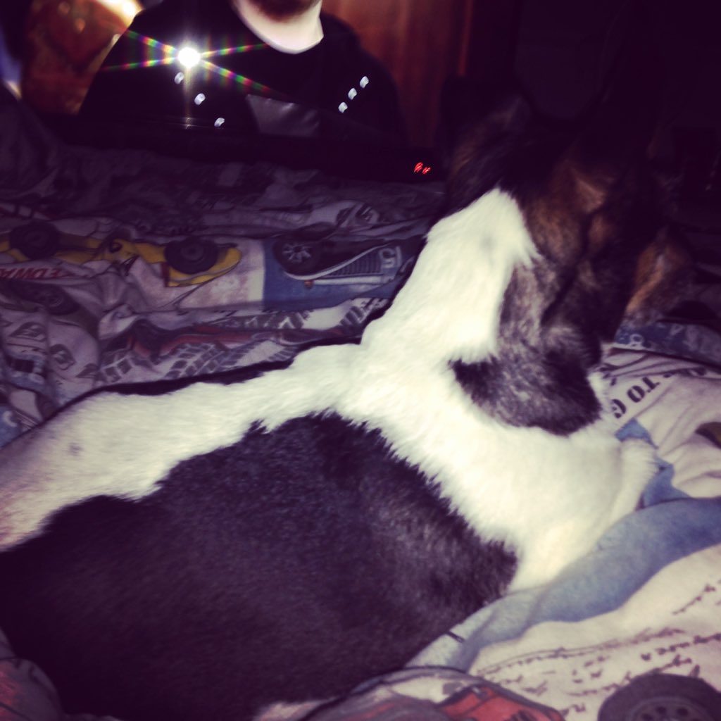 MandyMoo cuddles #loverher #shesamazing <a href="/JackRussellTerr/">Jack Russell Terrier</a> @JackRusselTerr <a href="/JackRussellPup/">Jack Russell Terrier</a>