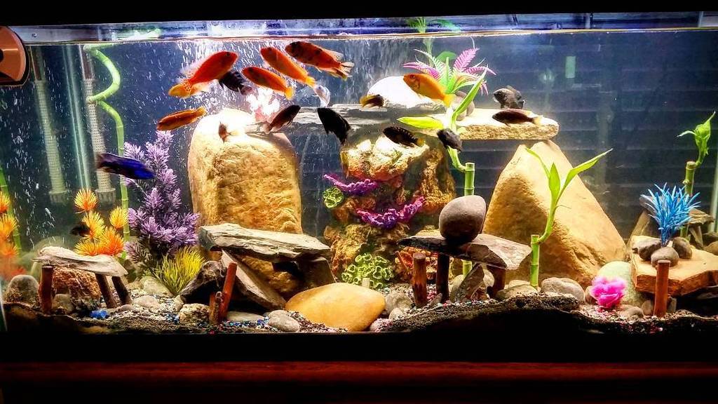 Akvaristan's tweet photo. #akvaristan #aquarium #akvaryum #aquarien #nomnom 🐠🐠 #fishFeeding
#ProjectCichlid #aquarium #africanCichlidtank #fi… https://t.co/NIpFzMJ8s8