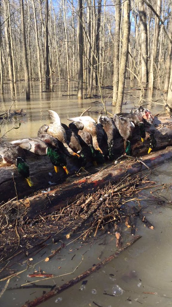 WesBottom's tweet image. Starting to look up in TN. #WesBottom