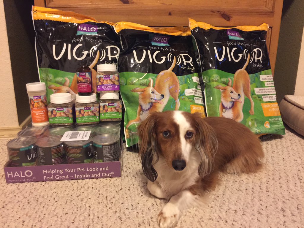 Buzz DeafTherapyDog tweet media