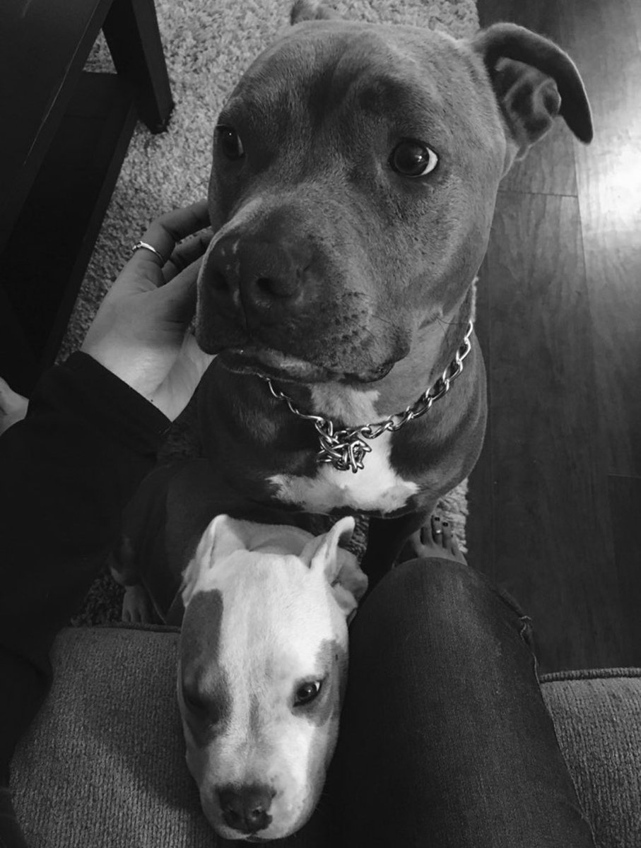 Pit Bulls 🐶 tweet media