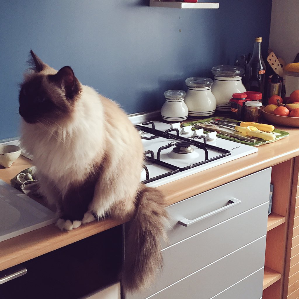 Dede_2508's tweet photo. How can I say...love you my cippicioppi!!! @CatsProtection @CatsRUsRescue @PurinaONEcat https://t.co/KI7q5pPl73