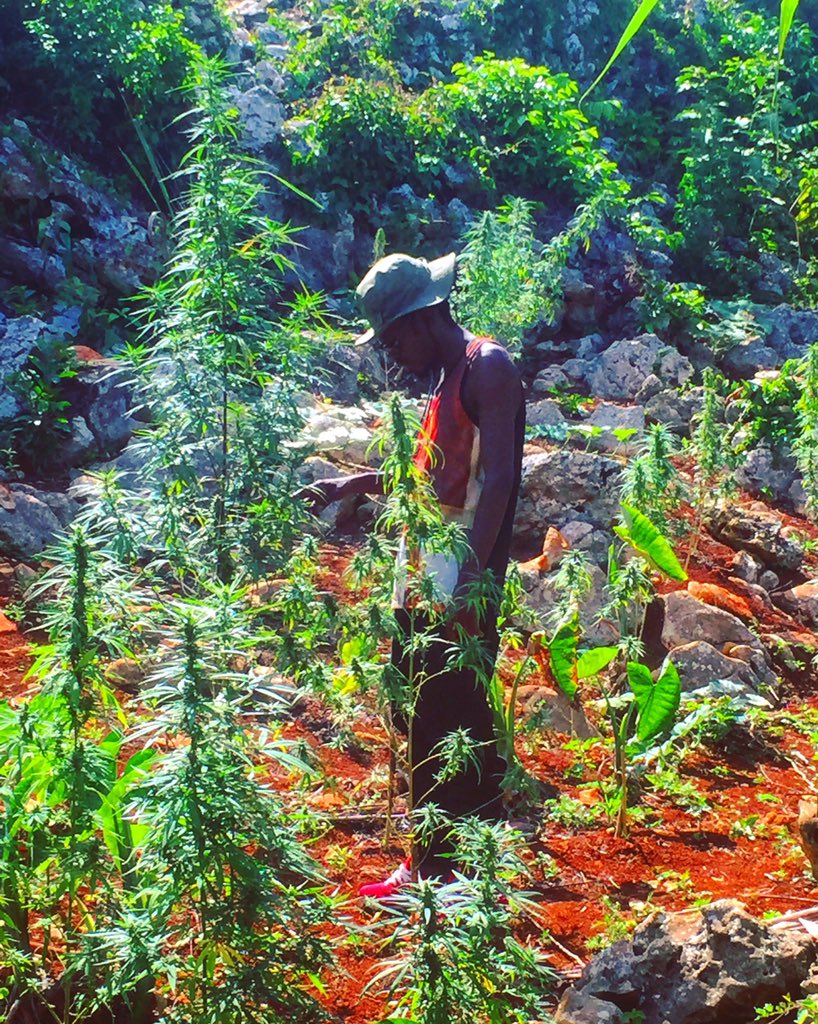 #GanjaFarm #tour with <a href="/HotBoxJA/">HotBox Jamaica</a>  🌴💨 #realJamaica #ganja #vacation #Jamaica 
BOOK NOW ☀️💨💨💨 HOTBOXJAMAICA.COM