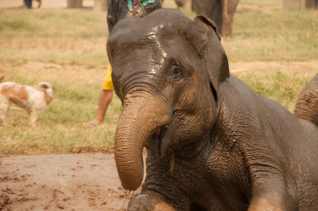 ImpactClothes's tweet photo. Who wants to cuddle this adorable elephant? 🐘💖💕
#elephant #toocute #endangered #love #followtohelp #wecare https://t.co/OfmMkpKhTb
