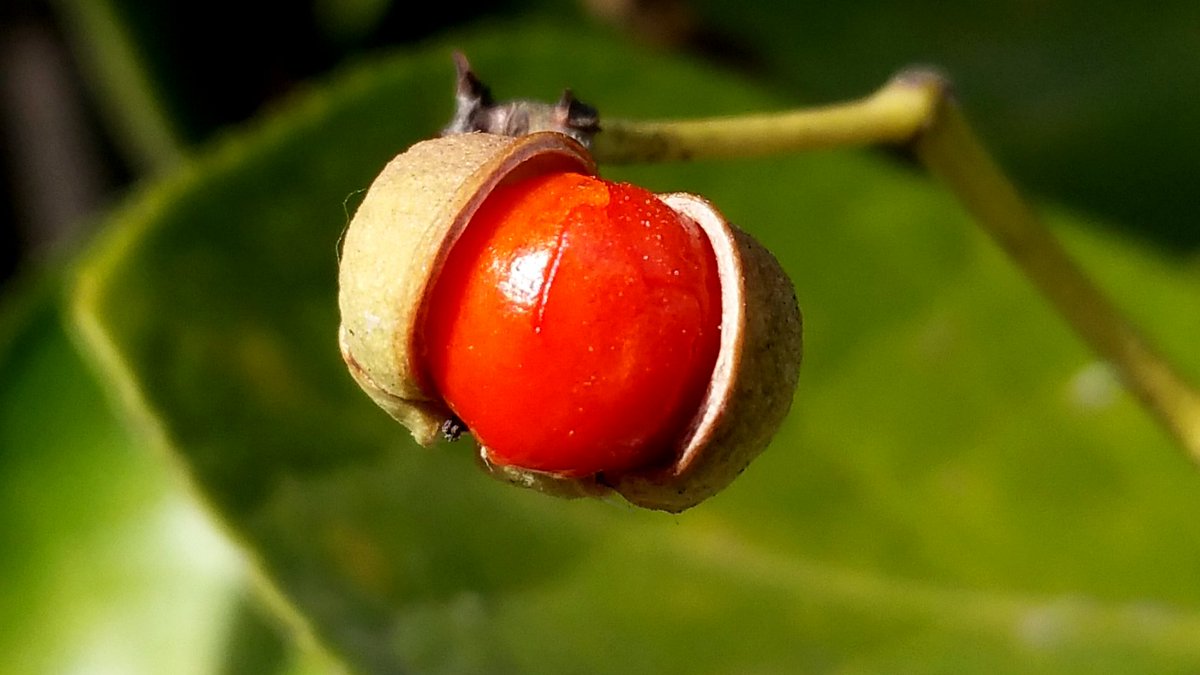 #겨울
사철나무열매와 ~
( 20160105 / 의정부) 

겨울 햇살을 아래 인사하는 사철나무 열매가 참으로 이쁩니다. 존 하루들 되세요 ~~^^

youtu.be/SPyZDJHiYOc