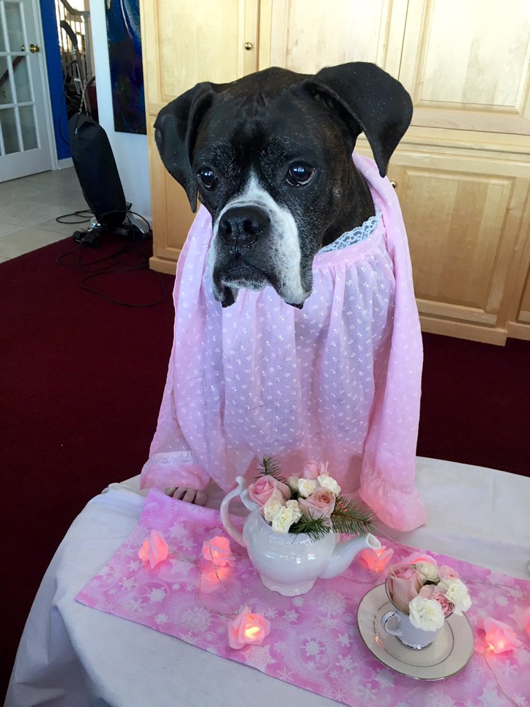 KatLarson17's tweet photo. "May I have some clotted cream w/ my scone, please?" #teaforone #rollsolo #ilovemyboxer @LukeTheBoxer @BoxerFanClub https://t.co/I2KvXYwNia