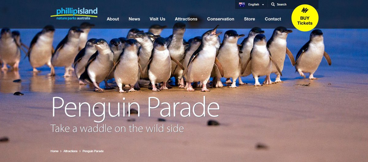 AddyDownUnder's tweet image. Heading to the Penguin Parade tonight - Check out clock on website for arrival times! -penguins.org.au