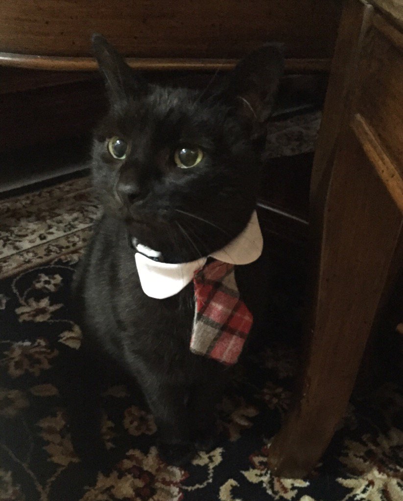 JO0818's tweet photo. @catsofinstagram ready for class photo. #twitterweek #catsofinstagram https://t.co/7SChGAQOVC
