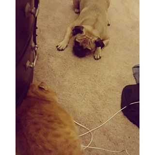 Wrinkle pug trying to play with fat cat garfield. #fatcat #pug #lookatthosewrinkles findelight.net/puggie_detail.…