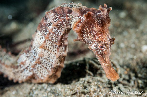 nullframe_'s tweet image. Seahorses are hard. aaronhalstead.com/2016/01/04/sea…