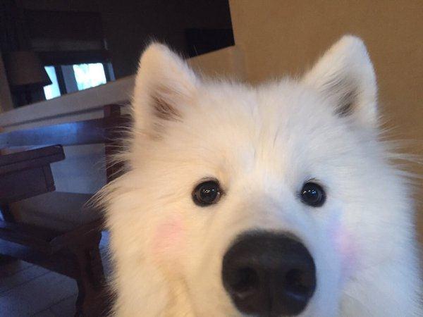 thefemaleboook's tweet photo. if ur having a bad day just look at this dog wearing blush https://t.co/o33p5eDBIj