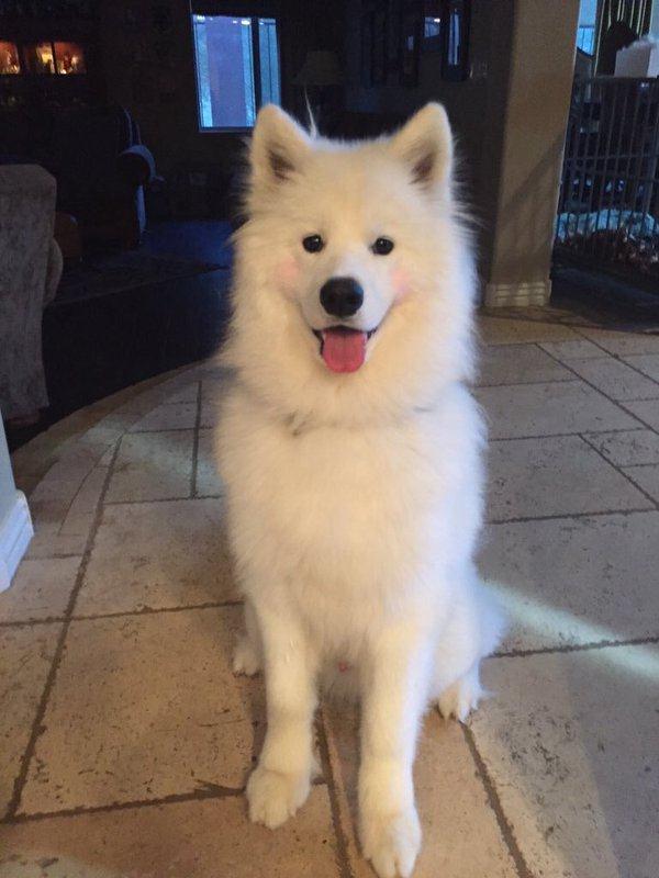 thefemaleboook's tweet photo. if ur having a bad day just look at this dog wearing blush https://t.co/o33p5eDBIj