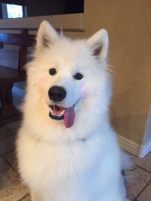 thefemaleboook's tweet photo. if ur having a bad day just look at this dog wearing blush https://t.co/o33p5eDBIj