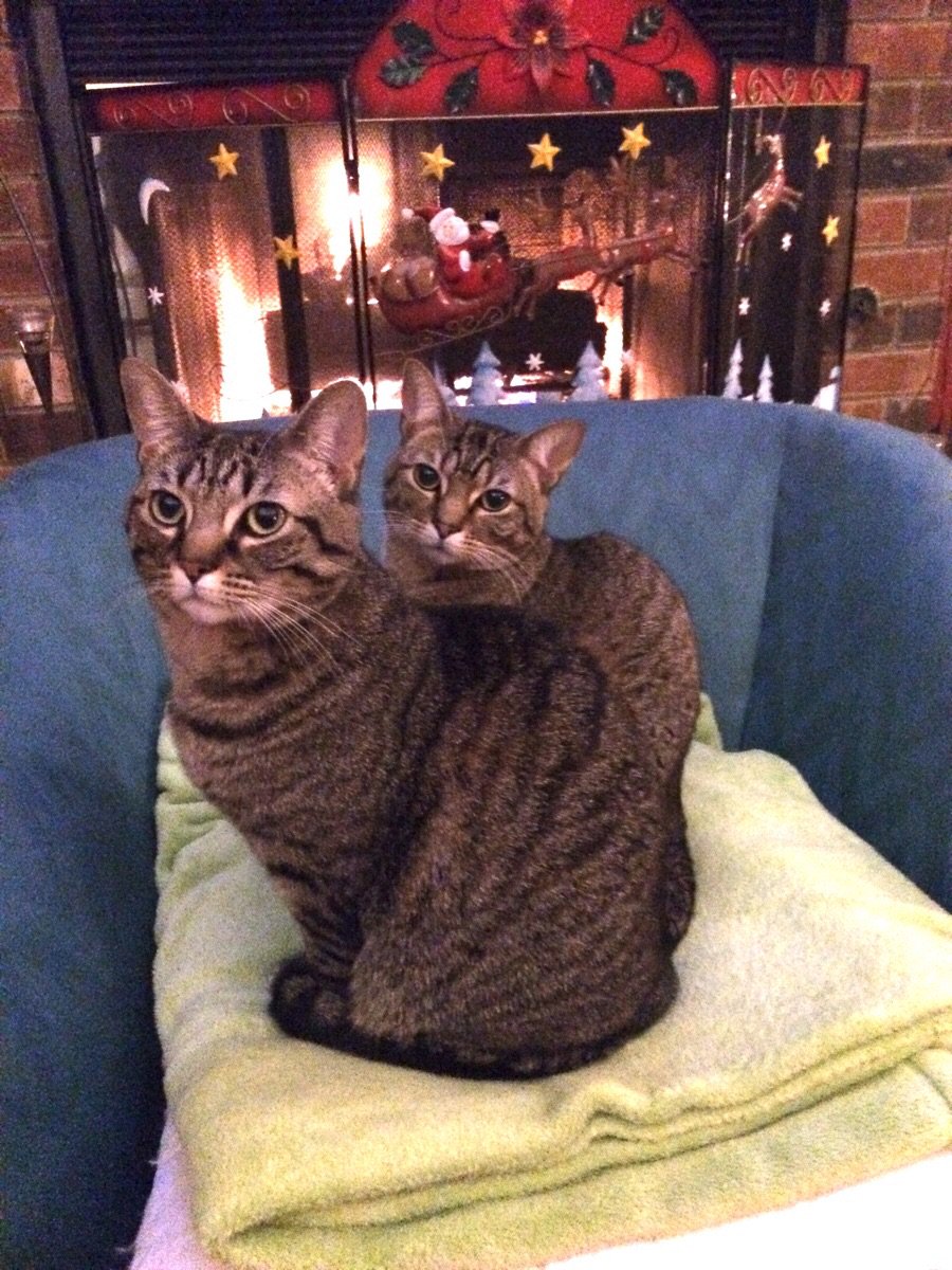 Litter_Kit's tweet image. Big and little LitterKit.com #kitty #litterkit #cat #cats