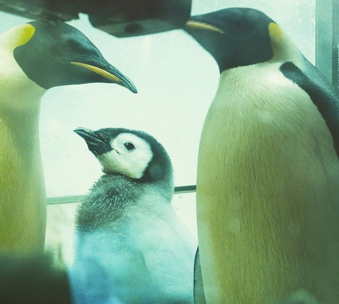 ペンギンのtwitterイラスト検索結果 古い順