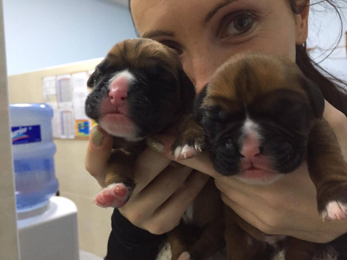 ShadowIsMyTwin's tweet photo. We will be LIVE on @itvthismorning all the way from our incubator in South Korea in 40 minutes.

#Chance &amp; #Shadow https://t.co/lTCpdI4AZN
