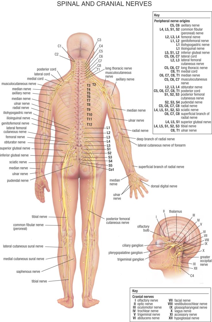 Harrison_Assoc's tweet photo. Ever wondered what all the nerves around your spine are called? Here's a great graphic from @AHealthBlog https://t.co/efmOy4roMS