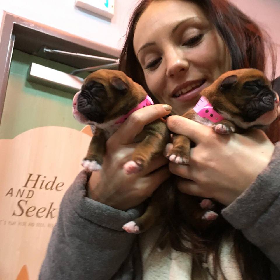 WeLovedDylan's tweet photo. My puppies, @shadowismytwin &amp; @chanceismytwin, will be LIVE on @itvthismorning from South Korea in 35 minutes.

<3 https://t.co/IPqDM72Fxd