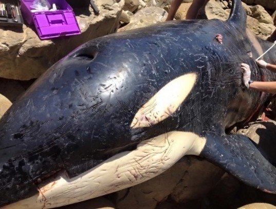 plasticsoupfoun's tweet photo. Deze gestrande orka ging dood door een maag vol met #afval https://t.co/nCfqIo7oNA #plasticpollution https://t.co/dX2wIqBR6d