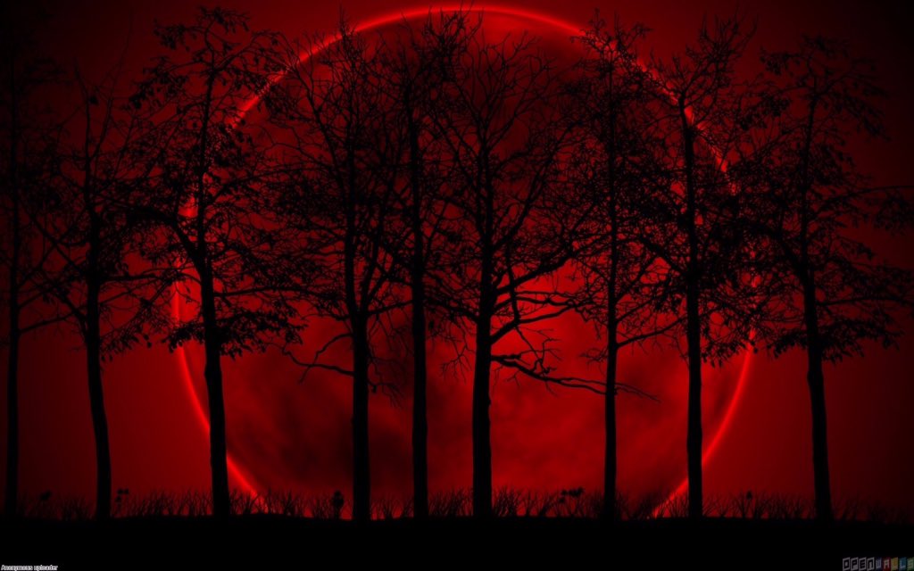 WikiColmillos's tweet image. Que precioso.