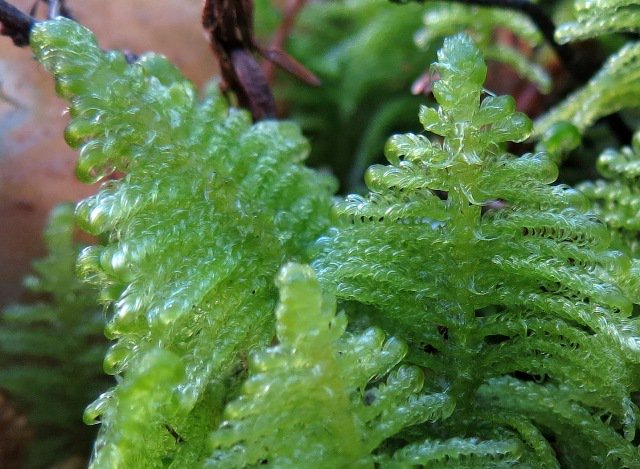 Pirmo reizi izvēlēta arī gada sūna -   parastā straussūna! dabasdati.lv/lv/article/201… Bieži sastopama un ~10cm gara.