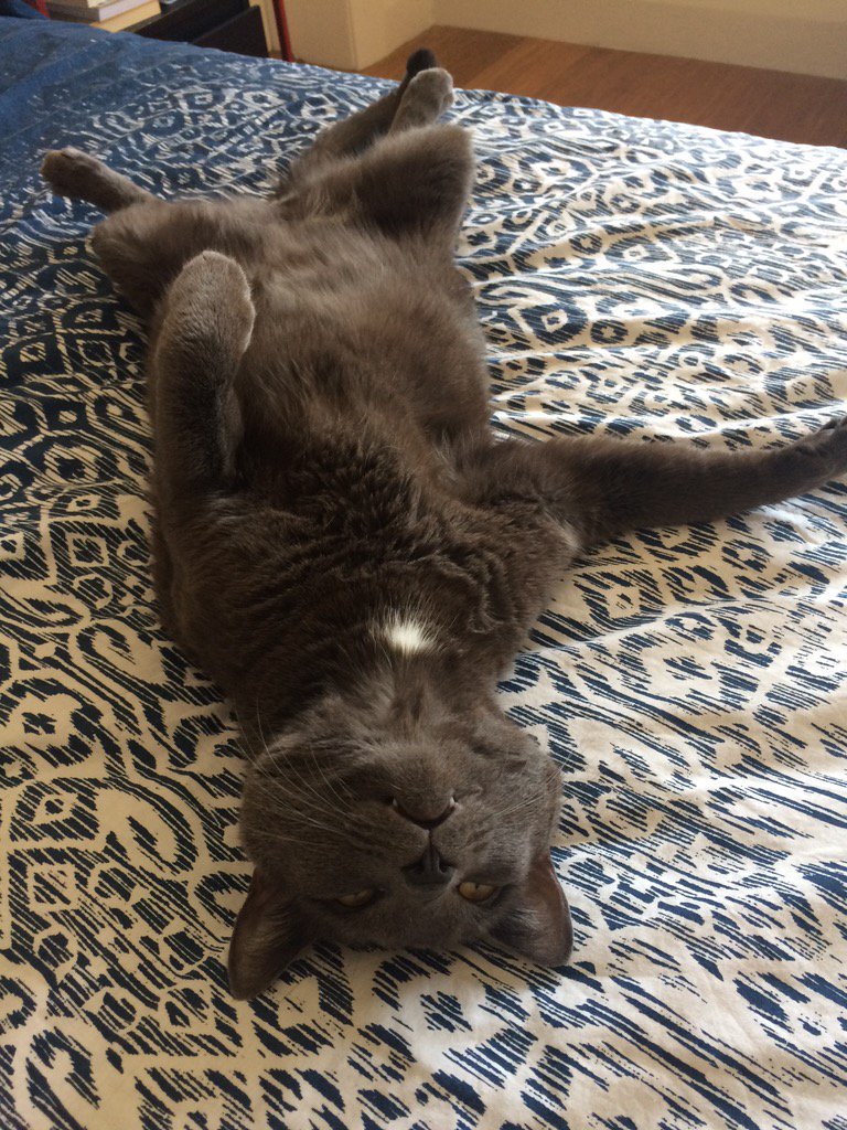 Lizzles32's tweet photo. This one's for @catsofinstagram https://t.co/KLq7WHaYaU