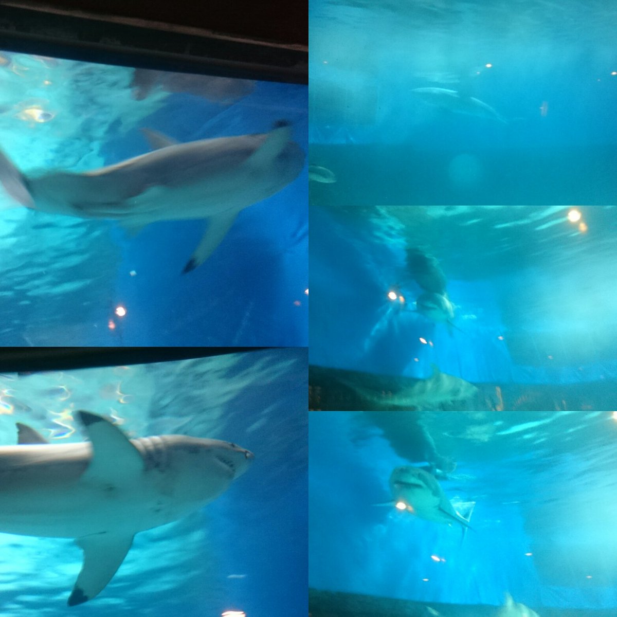 ホホジロザメが美ら海水族館に寄贈されました 追記 死亡 展示終了しました さらに追記 誤報を修正しました Togetter ホホジロザメが美ら海水族館に寄贈されました 追記 死亡 展示終了しました さらに追記 誤報を修正しました Togetter
