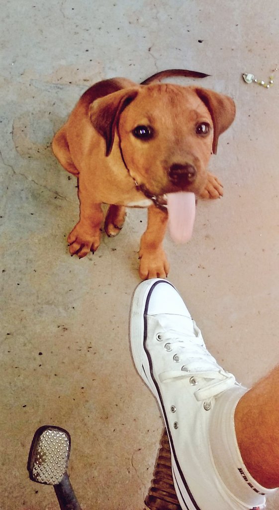 eduu1822's tweet photo. 😛🐶 https://t.co/VQ48KMdnnk