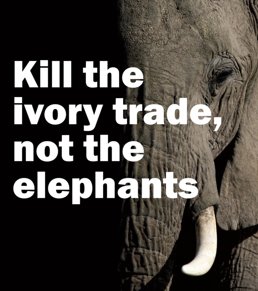 EleenaZeus's tweet photo. Stop Ivory Trade now. 
#IvoryIsForAssholes 
#CareForTheWild @JaredLeto https://t.co/n0UB1or366