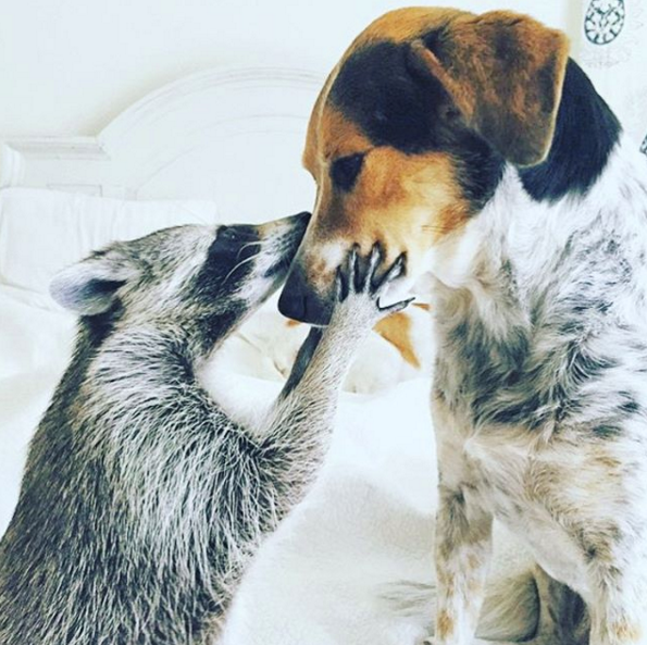 switch_officiel's tweet photo. En 2016, on veut plein d'amour ! (Source : Pumpkin The Raccoon) https://t.co/frnp3DH6Tx